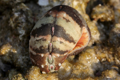 Cryptoplax larvaeformis