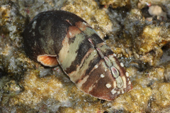 Cryptoplax larvaeformis