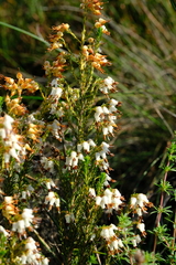 Erica ustulescens