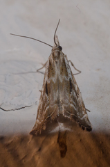 Catoptria oregonicus