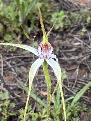 Caladenia longicauda borealis