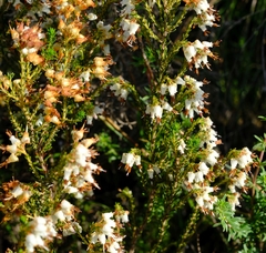 Erica ustulescens