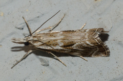 Catoptria oregonicus