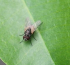 Musca domestica