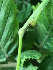 Mayetiola hellwigi