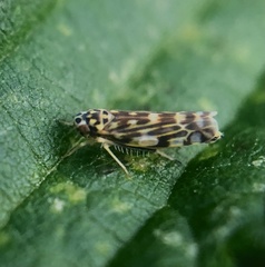 Eupteryx calcarata