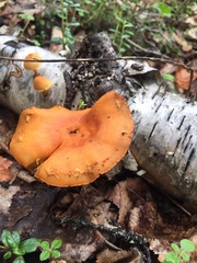 Cystoderma carcharias