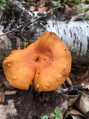 Cystoderma carcharias