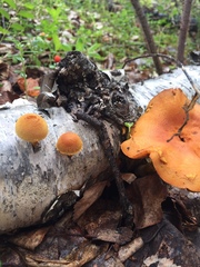 Cystoderma carcharias