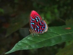 Paralaxita damajanti