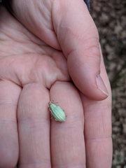 Compsus auricephalus