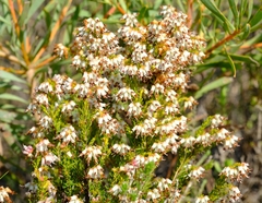 Erica ustulescens