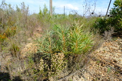 Erica ustulescens