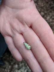 Compsus auricephalus