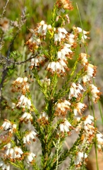 Erica ustulescens
