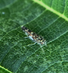 Eupteryx urticae
