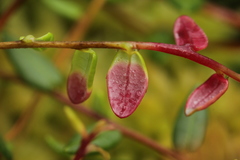 Exobasidium rostrupii