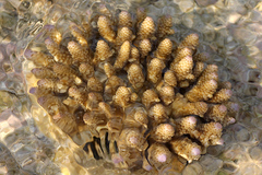 Acropora humilis