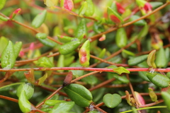 Exobasidium rostrupii