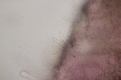 Exobasidium rostrupii