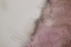 Exobasidium rostrupii