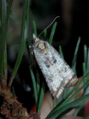 Epilecta linogrisea