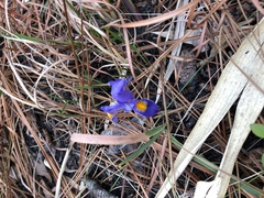 Iris verna