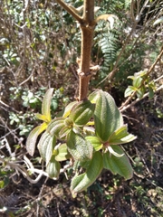 Dissotis princeps