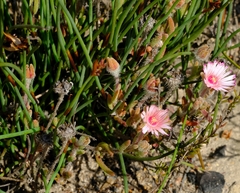 Drosanthemum striatum