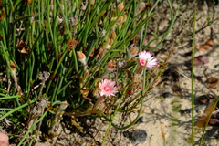 Drosanthemum striatum