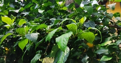 Hibiscus rosa-sinensis