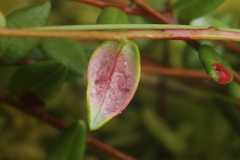 Exobasidium rostrupii