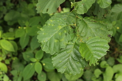Taphrina sadebeckii