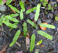 Lygodium articulatum