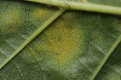 Taphrina sadebeckii