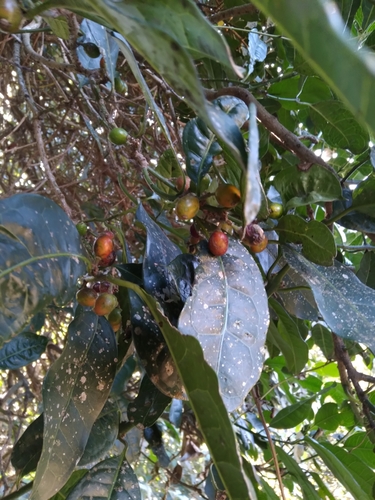 Image of Xymalos monospora by (c) Rosemary Harrison, some rights reserved (CC BY-SA)