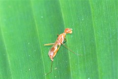 Grammicomyia