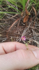Jamesbrittenia aurantiaca
