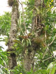 Tillandsia heterophylla