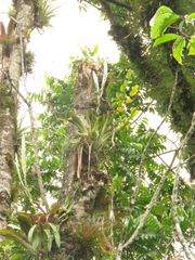 Tillandsia heterophylla