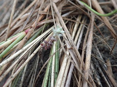 Ozothamnus leptophyllus