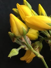 Contarinia lysimachiae