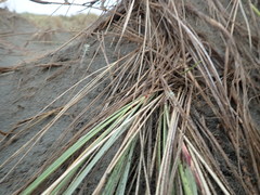 Ozothamnus leptophyllus
