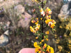 Pultenaea microphylla
