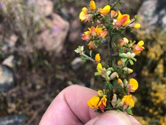 Pultenaea microphylla