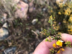 Pultenaea microphylla