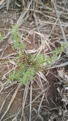 Jamesbrittenia aurantiaca