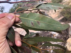 Eucalyptus dura