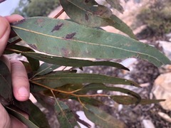 Eucalyptus dura