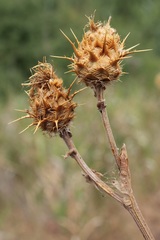 Centaurea centauroides